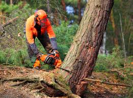 How Our Tree Care Process Works  in Calimesa, CA